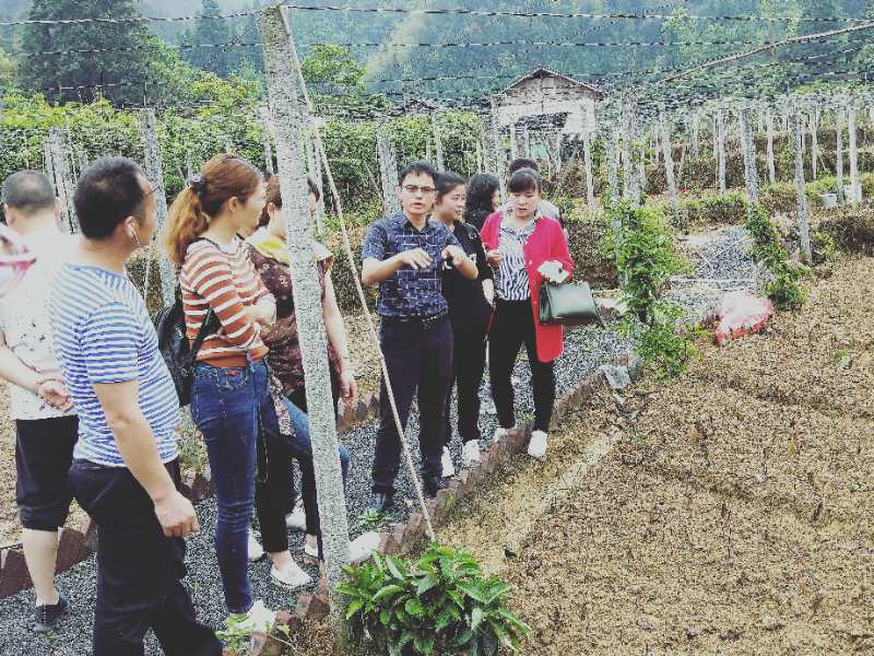 学员考察通道双江镇芋头村名贵中药材“黑老虎”种植基地.jpg